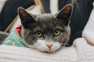 Rescue Pet Submission 2026