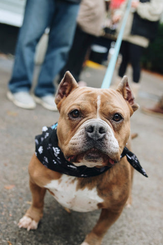 Rescue Pet Submission 2026